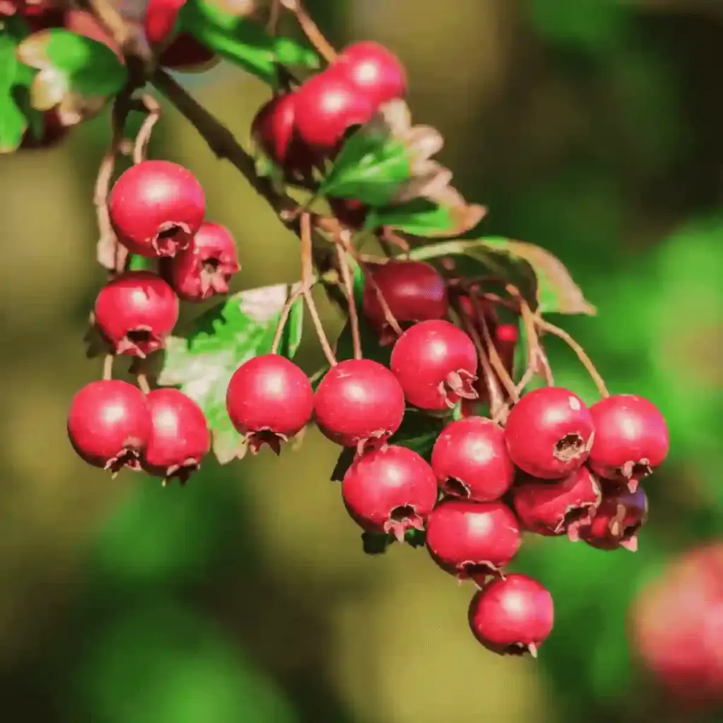 hawthorn berry extract